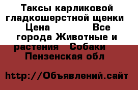 Таксы карликовой гладкошерстной щенки › Цена ­ 20 000 - Все города Животные и растения » Собаки   . Пензенская обл.